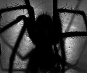 Was bedeutet es, wenn man von einer Spinne träumt?