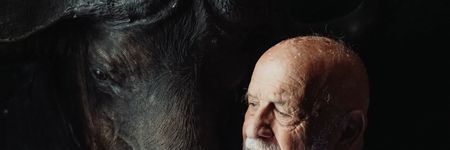 Der Büffel in der chinesischen Astrologie: Sein wahres Wesen