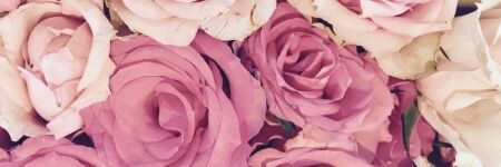 Bedeutung der Rosenanzahl: Wie viele schenken?