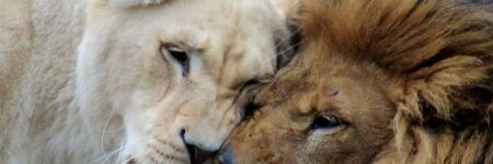 5 gute Gründe, sich in einen feurigen & königlichen Löwen zu verlieben!