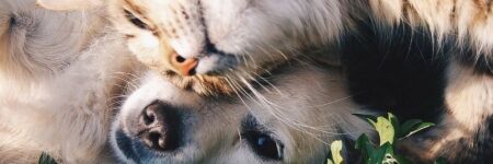 Horoskop 2026 auch für Ihre Haustiere