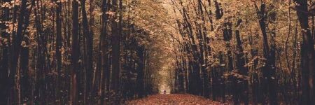 Die Herbst-Tagundnachtgleiche 2025: Wenn Tag und Nacht sich die Waage halten 🍂