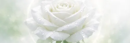 Weiße Rose: Bedeutung, Spiritualität und Liebe 🤍