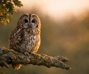 Totemtier Eule: Welche Bedeutung hat sie?