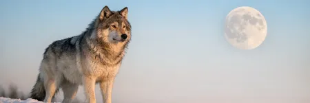 Totemtier Wolf: Was hat es zu bedeuten?