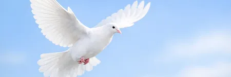 Weiße Taube: Bedeutung als Symbol für Frieden und Liebe