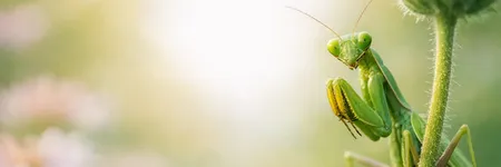 Gottesanbeterin: spirituelle Bedeutung und Symbolik