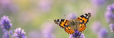 Schmetterling: spirituelle Bedeutung und Botschaft