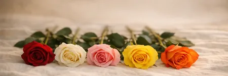 Rosenfarben und ihre Bedeutung: Was jede Farbe sagt