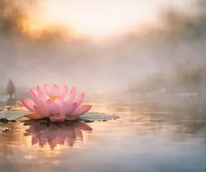 Lotusblüte: Bedeutung der Blume der Wiedergeburt