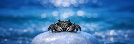 Wie man einen Krebs in 5 Sätzen auf die Palme bringt ♋🦀