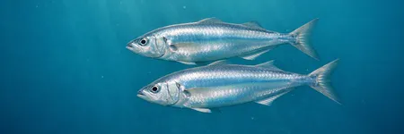 Die Wahrheit, die der Fisch NICHT hören will ♓🌊