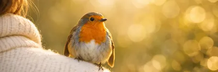 Spirituelle Bedeutung: Ein Vogel setzt sich auf mich